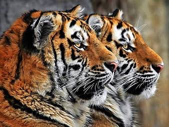 তাদের টিকে থাকা আমাদের হাতে