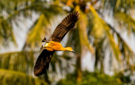 Migratory bird species decline sharply along Amtali coast