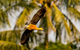 Migratory bird species decline sharply along Amtali coast