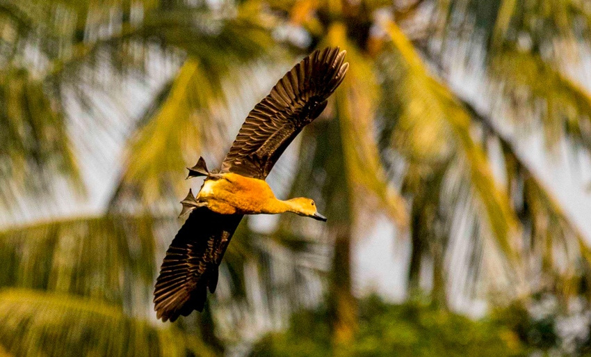 Migratory bird species decline sharply along Amtali coast